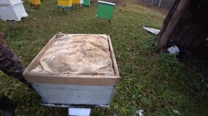 В октябре на пасеке. Отводки Карника Пешетц. Наши медоносы