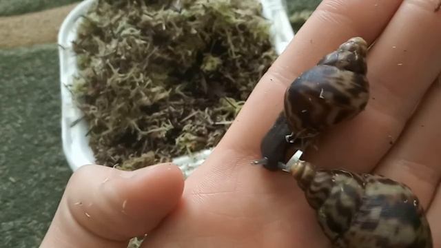 РАСПАКОВКА УЛИТОК | УЛИТКИ С ОЛХ | АХАТИНА РЕТИКУЛЯТА смотреть онлайн