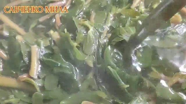 Маринованный Портулак(дандур,толстянка) Огородный Заготовка На Зиму