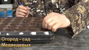 Рассада капусты -  посев в кассеты