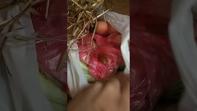 Делаем поделку в школу + кадры моего кота!! смотреть онлайн