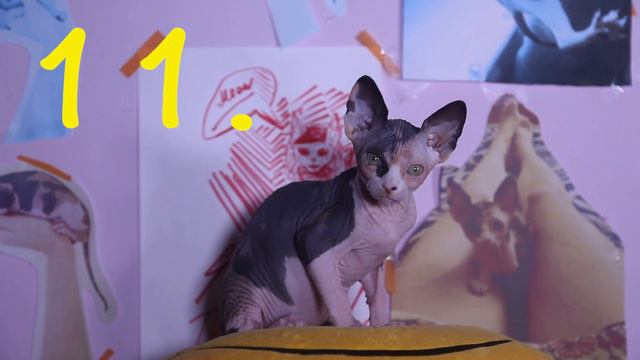 МОЕ ПЕРВОЕ ВИДЕО ^-^ 20 МЯУ ОБО МНЕ ^-^ Подпишись на меняу) смотреть онлайн