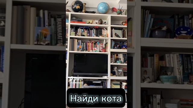 Найди кота