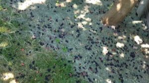 Шелковица тутовник из косточки / Урожай 2018