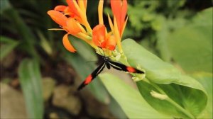 Beautiful Flowers Nature Scenery on a Relaxing Flute Meditation Music