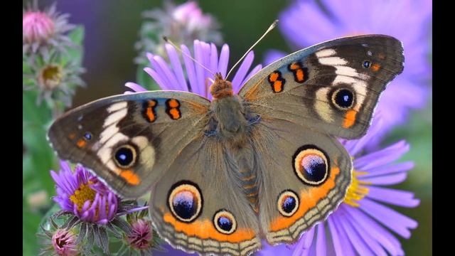 The most beautiful butterflies смотреть онлайн