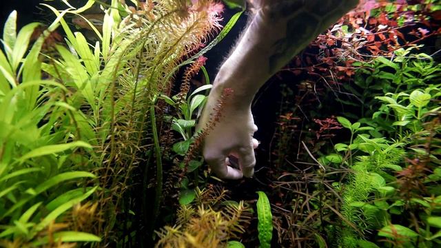 Lobelia Cardinalis Aquarium Plant смотреть онлайн