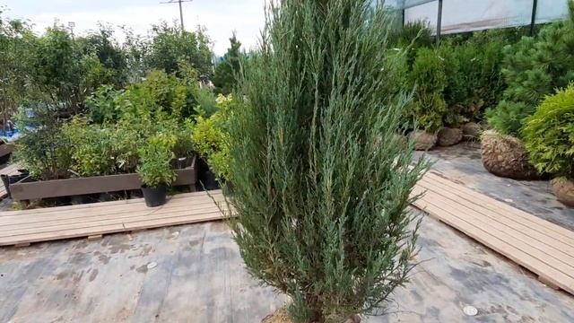 Можжевельник скальный Блю Эрроу (Blue Arrow) 140-160 см смотреть онлайн