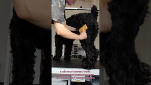 Пуходерка или сликер: какой размер выбрать? Грумеру или владельцу лучше Артеро не найти