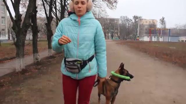 Ко мне начало обучения. как научить собаку подходить по команде ко мне. смотреть онлайн