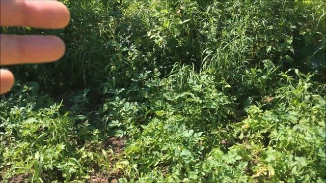 Моя дача. Третий сезон. смотреть онлайн