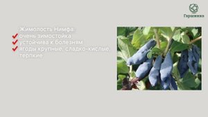 Лучшие сорта жимолости