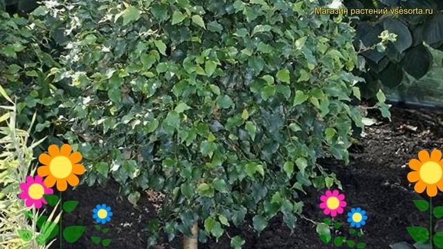 Береза повислая на штамбе Мэнджикал Глоб. Краткий обзор, описание betula pendula Magical Globe