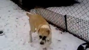 Щенок алабая Окташ в возрасте 4,5 месяца учит команду "Ко мне".