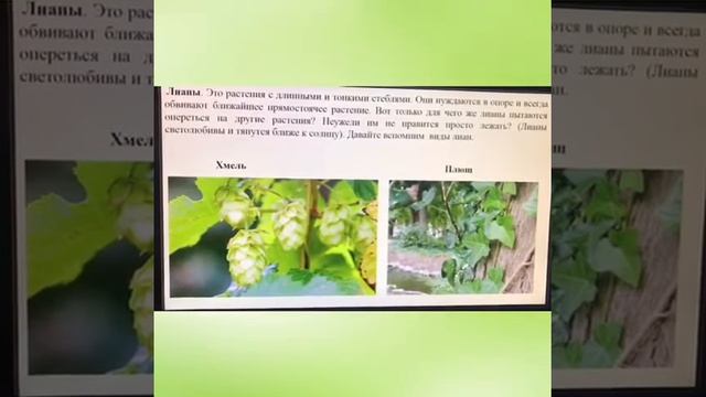 Урок 29 - Влияние растений друг на друга. Растения хищники.