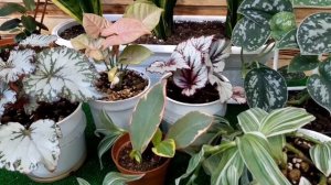 Пеперомия. Очень лёгкий способ размножения ! ???