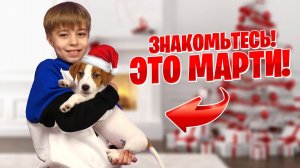 ВЛОГ: НАШ НОВЫЙ ЧЛЕН СЕМЬИ! Лучший подарок на НОВЫЙ ГОД 2021!