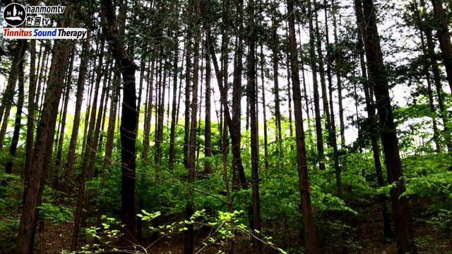 이명치료음악 귀 이명 치료법  귀에서 삐소리 부스럭거리는 소리가 날때 이명소리치료 음악 10분 백색소음   Tinnitus sound therapy Tinnitus Relief