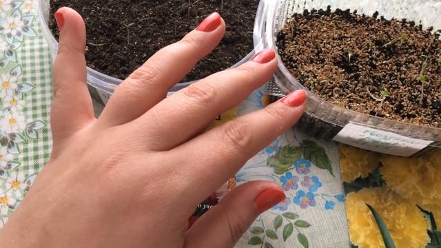 Как помочь всходам Гвоздики Шабо укорениться. Marianablog.ru (МарианаБлог) смотреть онлайн