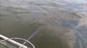 Клюнуло ребята. Ловля судака на волге Энгельс-Саратов