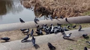 Кормление голубей на Пасху 16.04.23 в г.Мытищи рядом с рекой Яуза