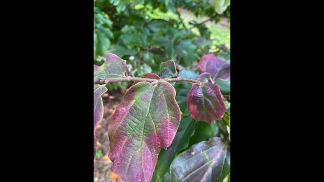 Parrotia persica (Persian ironwood)- All you need to know about this Autumn beauty смотреть онлайн