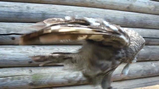 СОВА БАСИК И ЕЁ ЗАВТРАК. Что едят совы по утрам? смотреть онлайн