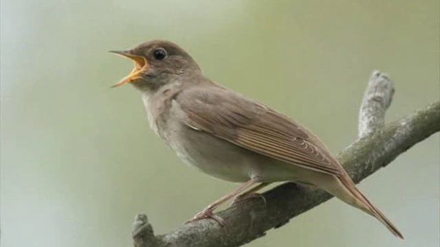 Синий василёк смотреть онлайн