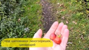 Занимательная ботаника. Боярышник и шиповник. Что внутри?