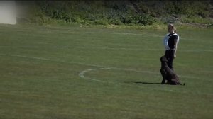 Дрессировка собак IPO на ATIBOX 2016