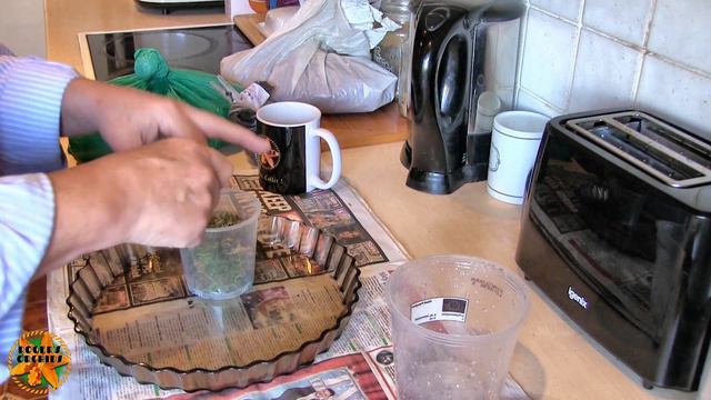 What's This ? Surely Not ? - Repotting a Phalaenopsis смотреть онлайн