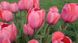 DESIGN IMPRESSION | TULIPS | SPRING FLOWERS