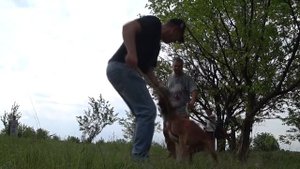 Дрессировка собаки на охрану