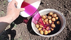 Хотите тонны картофеля из года в год? Делайте так перед посадкой.
