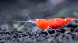 Аквариумные креветки для начинающих