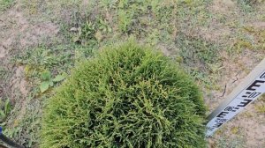 Туя Литл Чемпион 60-70см