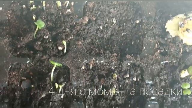 Зелень на подоконнике | Выращиваем зелень: базилик, салат, рукола, шпинат, фасоль, редис #ДомаВмест