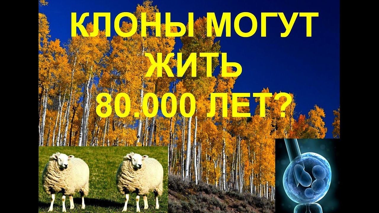 Клонирование человека и огромный клон, живущий 80.000 лет