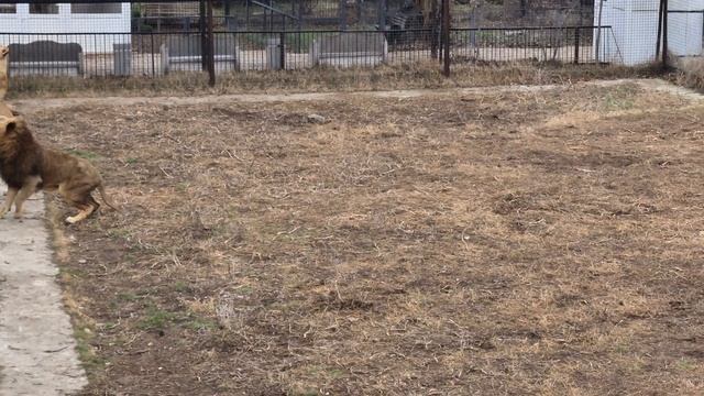 Казанова устанавливает жесткие правила) Тайган смотреть онлайн