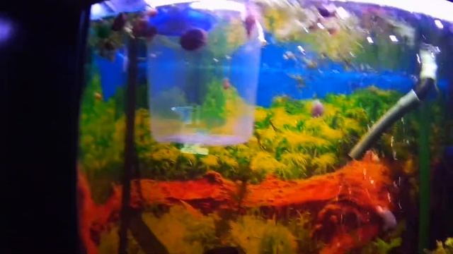 Носток. Перемещение водорослей. смотреть онлайн