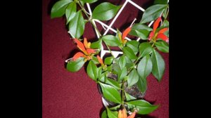 Aeschynanthus,  Eschynantus , Eszynantus