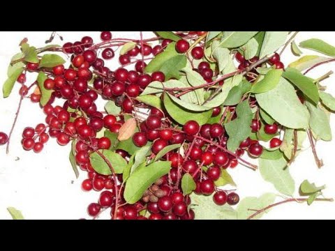 Красная черемуха- кладезь витаминов! K_DsecxRx14 смотреть онлайн