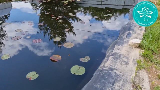 Внимание! Активизировались вредители нимфей, тля и кувшинковый листоед! Методы борьбы с вредителями