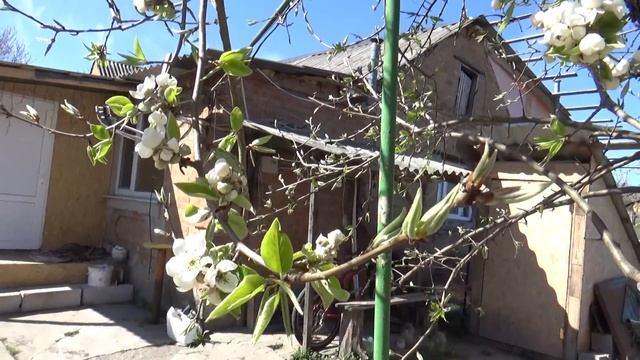 12 04 20, Первое вербное воскресенье без церкви , нуу оочень спокойное утро, Шаповаловы смотреть онлайн