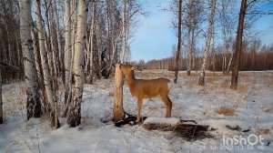 Солонец работает. Косули на солонце.