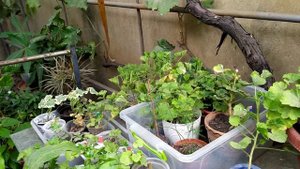 Пеларгония ампельная. Махровая.Розебудная.Королева цветов.