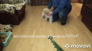 Английский кокер спаниель 5 месяцев