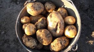 Семена Картошки Адретта