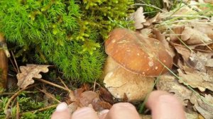 Крым.Партенит. За грибами ? 15 июня 2023