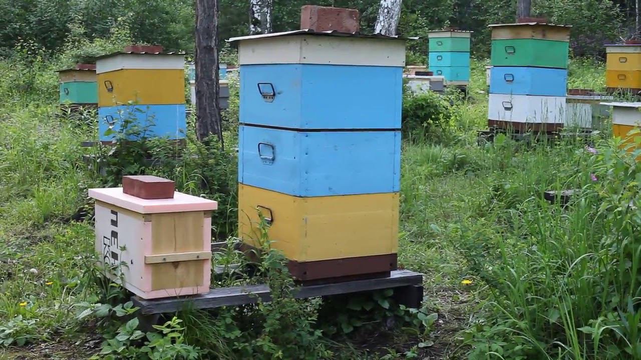 замена маток и племенная работа смотреть онлайн